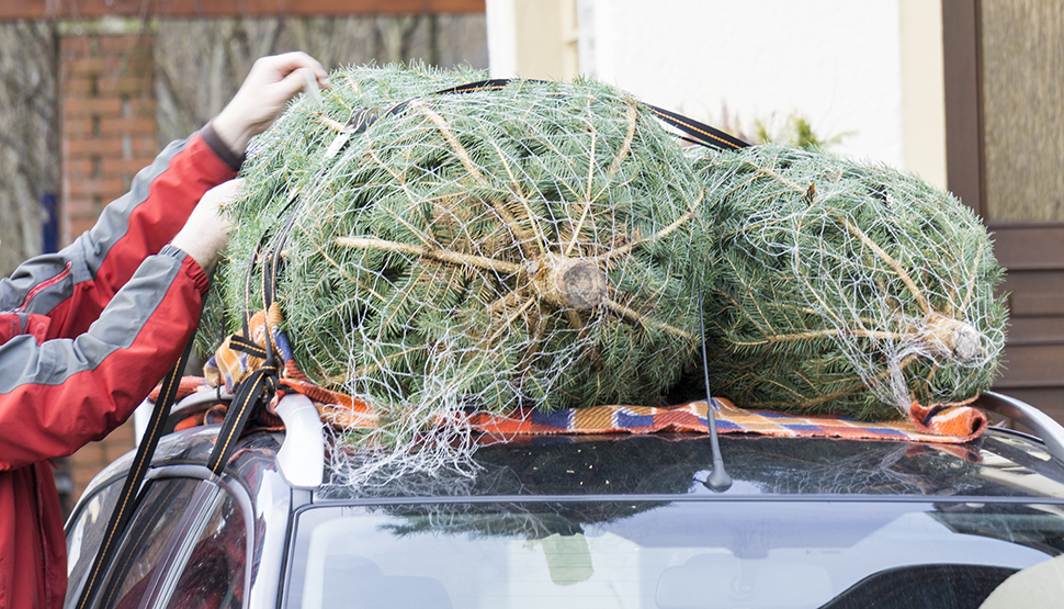 Christmas trees wrapped and strapped to a car roof